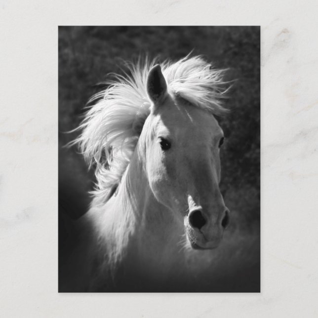 Carte Postale Portrait de cheval V (Devant)