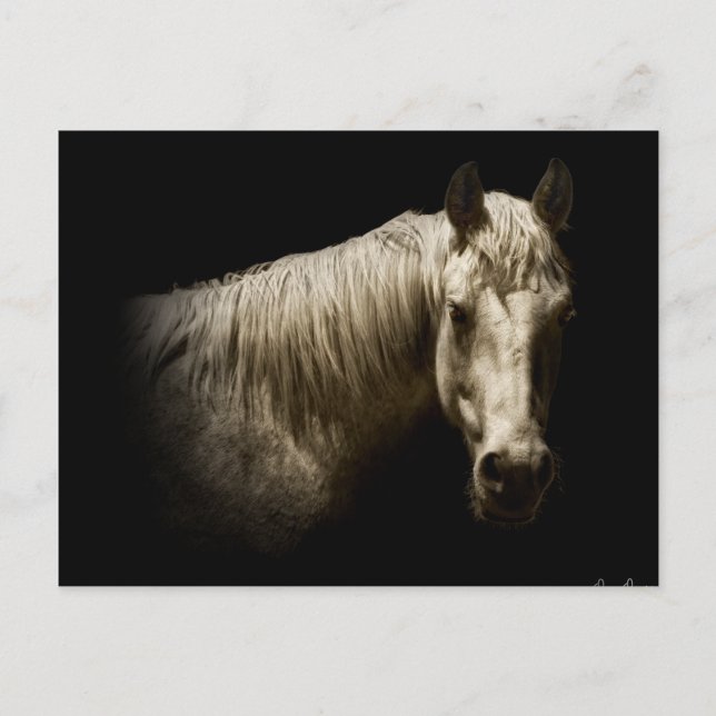 Carte Postale Portrait de cheval VI (Devant)
