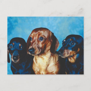 Carte Postale Portrait de chien