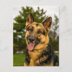 Carte Postale Portrait de chien Berger Allemand heureux