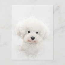 Portrait de Chien Bichon Frise