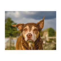 Portrait de chien brindle émouvant