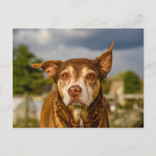 Carte Postale Portrait de chien brindle émouvant (Devant)