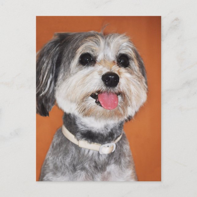 Carte Postale Portrait de chien Havanais (Devant)