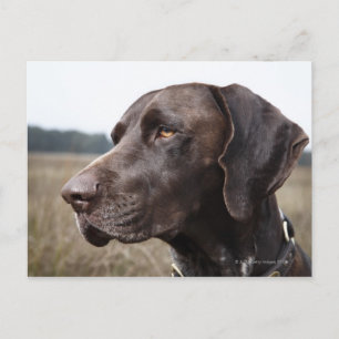 Carte Postale Portrait de Chien, Houston, Texas, USA