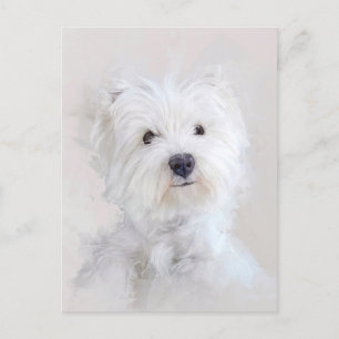 Carte Postale Portrait de chien Westie
