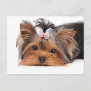 Carte Postale Portrait de chiot mignon