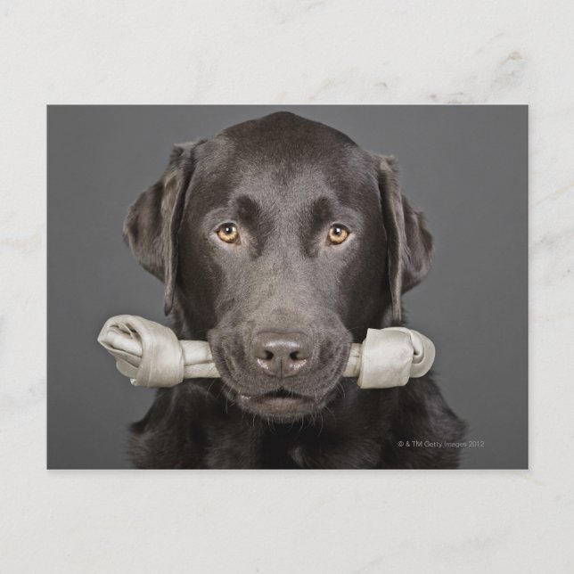 Carte Postale Portrait de chocolat labrador (Devant)
