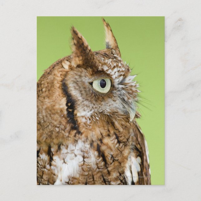 Carte Postale Portrait de chouette (Devant)