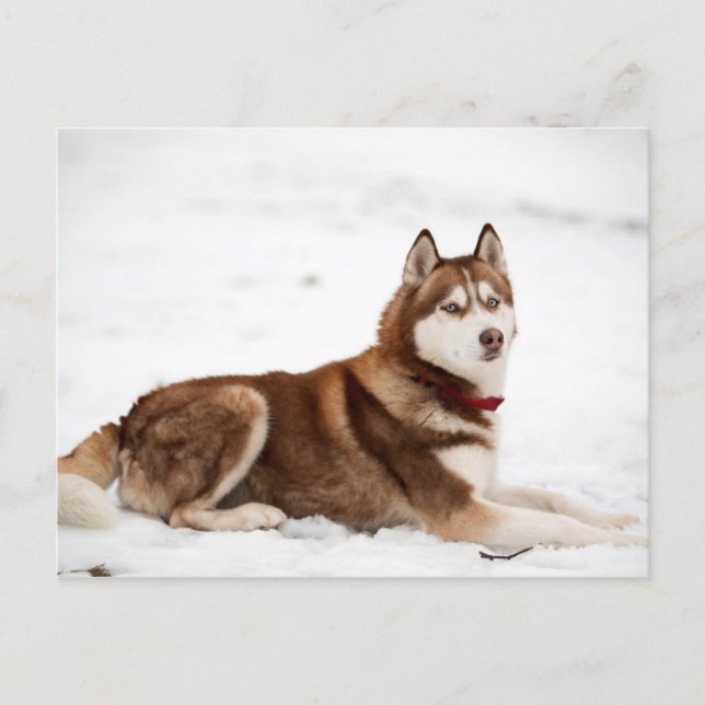 Carte Postale Portrait de Cute Siberian Husky (Devant)