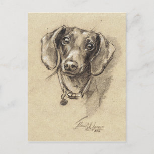 Carte Postale Portrait de Dachshund