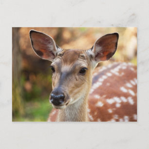 Carte Postale Portrait de Deer Fawn