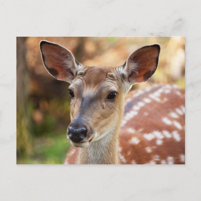Carte Postale Portrait de Deer Fawn (Devant)