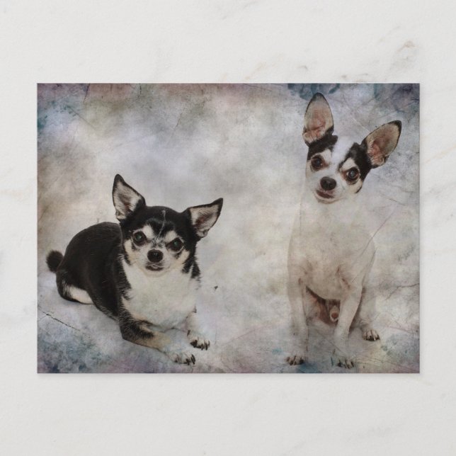 Carte Postale Portrait de deux chihuahua (Devant)