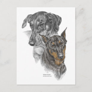 Carte Postale Portrait de deux Dobermans