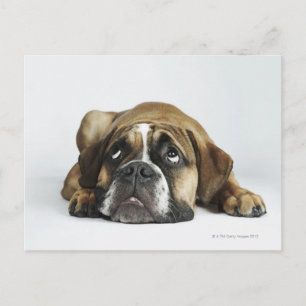 Carte Postale Portrait de Dorset Old Tyme Bulldog