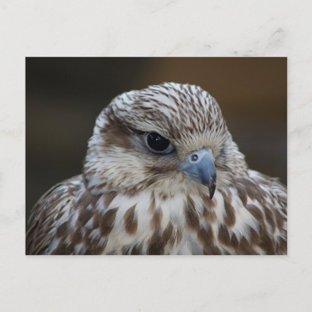 Carte Postale Portrait de Falco cherrug (Devant)