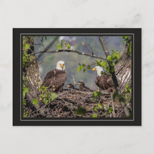 Carte Postale Portrait de famille Bald Eagle