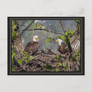 Carte Postale Portrait de famille Bald Eagle
