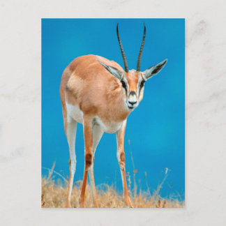 Carte Postale Portrait de femelle de gazelle de Grant (Gazella G