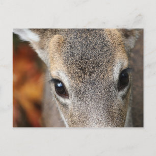 Carte Postale Portrait de fermeture de Deer Fawn