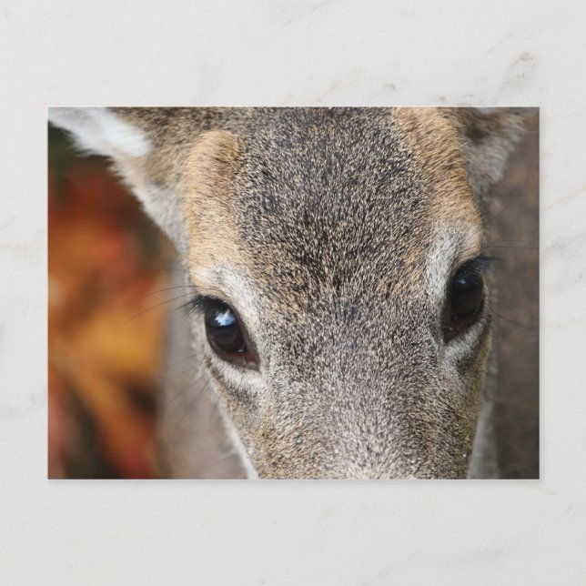 Carte Postale Portrait de fermeture de Deer Fawn (Devant)