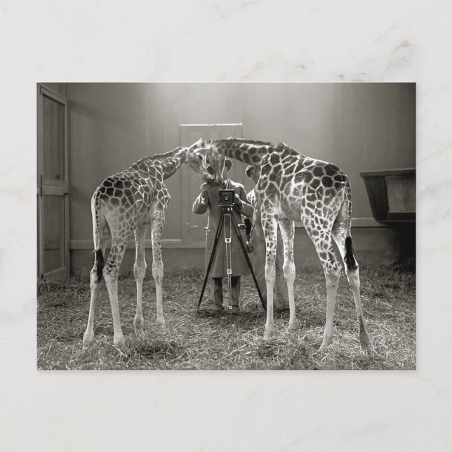 Carte Postale Portrait de girafe, 1926 (Devant)