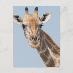 Carte Postale Portrait de girafe angolais