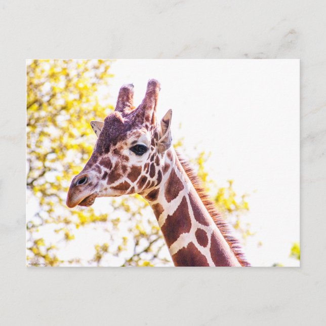 Carte Postale Portrait de Giraffe (Devant)