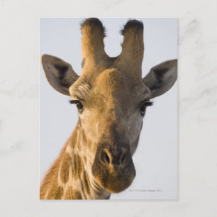 Carte Postale Portrait de Giraffe (Giraffa camelopardalis)
