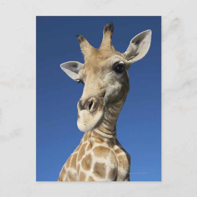 Carte Postale Portrait de Giraffe (Giraffa Camelopardalis) 2 (Devant)