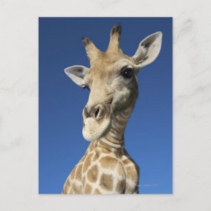 Carte Postale Portrait de Giraffe (Giraffa Camelopardalis) 2
