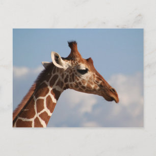 Carte Postale Portrait de Giraffe réticulé