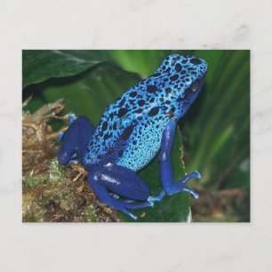 Carte Postale Portrait de grenouille à poison bleu