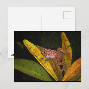 Carte Postale Portrait de Grenouille d'eau ibérique