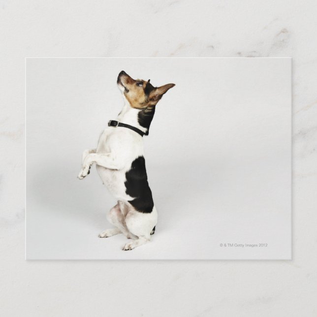 Carte Postale Portrait de Jack Russell chien assis sur son (Devant)