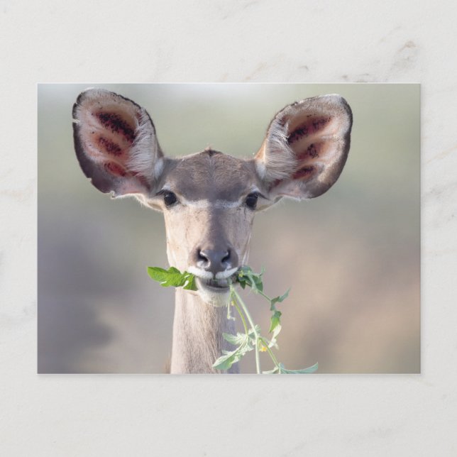 Carte Postale Portrait de Kudu (Devant)