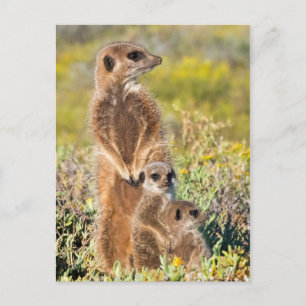 Carte Postale Portrait de la famille Meerkat