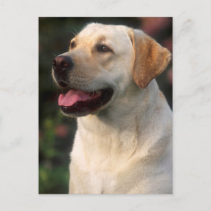Carte Postale Portrait De Labrador Retriever, Hilton