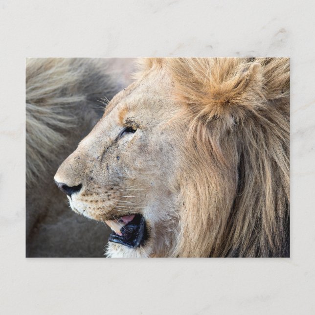 Carte Postale Portrait de Lion (Devant)