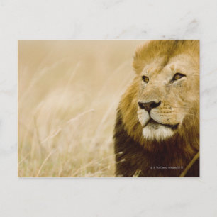 Carte Postale Portrait de lion mâle (Panthera leo), Masai Mara