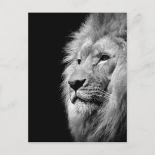 Carte Postale Portrait de Lion noir blanc - Photographie animale