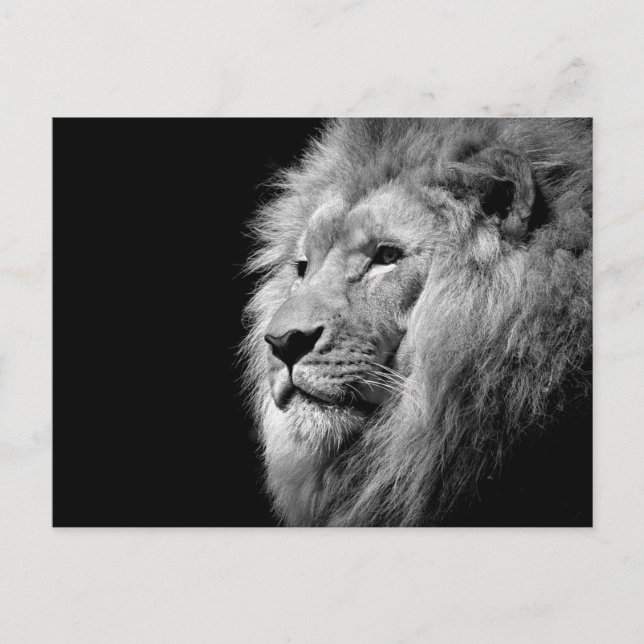 Carte Postale Portrait de Lion noir blanc - Photographie d'anima (Devant)