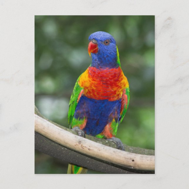 Carte Postale Portrait de loriquet arc-en-ciel (Devant)