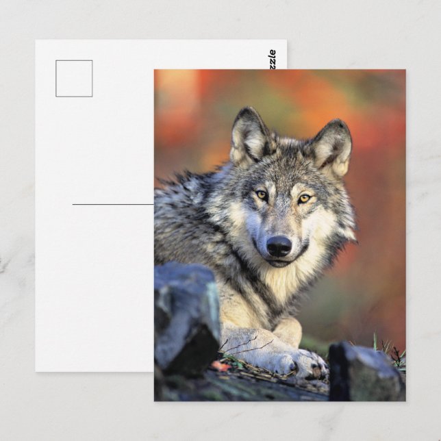 Carte Postale Portrait de loup (Devant / Derrière)