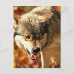 Carte Postale Portrait de loup grognant