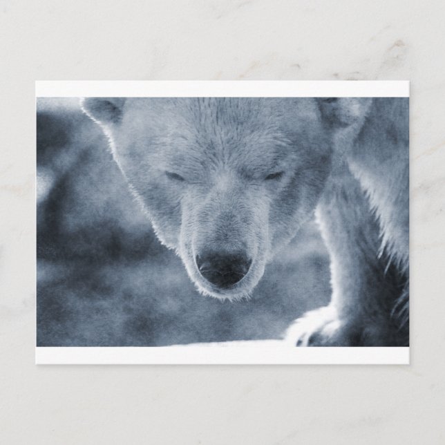 Carte Postale Portrait de l'ours polaire (Devant)