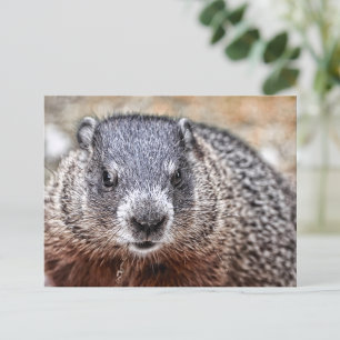 Carte Postale Portrait de marmotte de fond