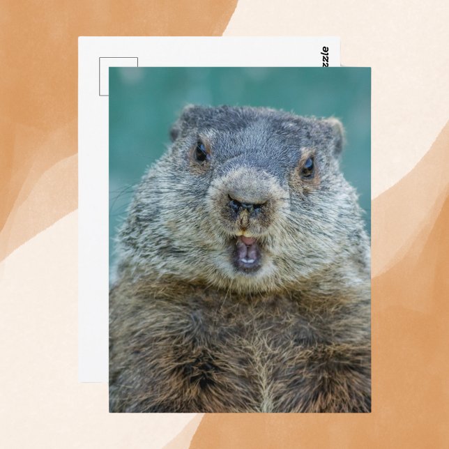 Carte Postale Portrait de marmotte de fond (Créateur téléchargé)