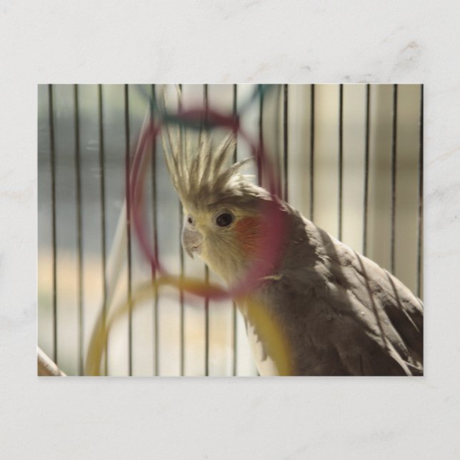Carte Postale Portrait de Molly par anneau (Devant)